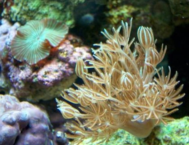 corals inverts - xenia elongata - silver branch pumping xenia stocking in 10 gallons tank - Pulsing Xenia corals inverts - xenia elongata - silver branch pumping xenia stocking in 10 gallons tank - Pulsing Xenia