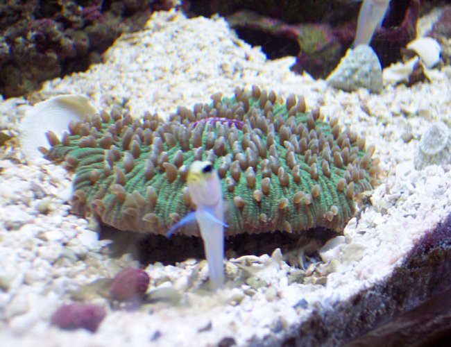 corals inverts - fungia repanda - plate coral, short tentacle stocking in 120 gallons tank - Sushi (My favorite jawfish) in front of our short tentacle plate coral corals inverts - fungia repanda - plate coral, short tentacle stocking in 120 gallons tank - Sushi (My favorite jawfish) in front of our short tentacle plate coral