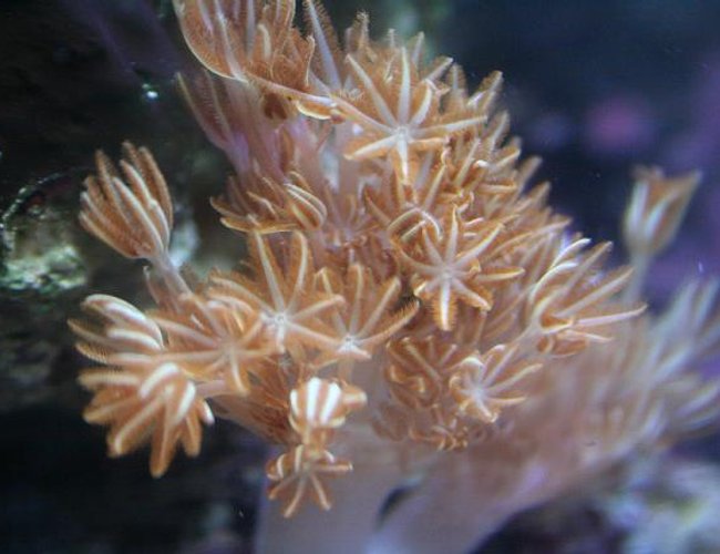 corals inverts - anthelia sp. - waving hand - blue stocking in 75 gallons tank - pulsating zenia corals inverts - anthelia sp. - waving hand - blue stocking in 75 gallons tank - pulsating zenia