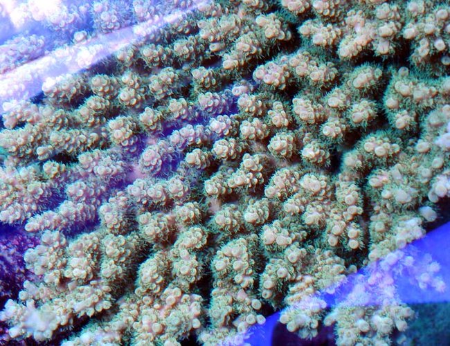 corals inverts - acropora clathrata - green & purple table acropora coral stocking in 120 gallons tank - table coral corals inverts - acropora clathrata - green & purple table acropora coral stocking in 120 gallons tank - table coral