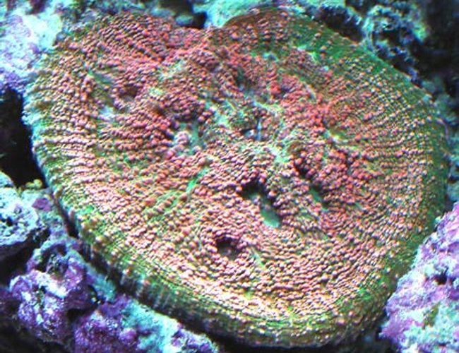 corals inverts - echinophyllia sp. - watermelon echinophyllia stocking in 120 gallons tank - Echno corals inverts - echinophyllia sp. - watermelon echinophyllia stocking in 120 gallons tank - Echno