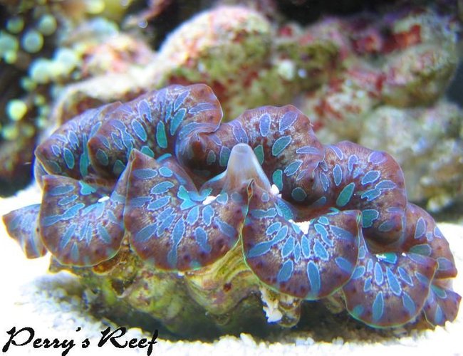corals inverts - tridacna maxima - maxima clam - super colored stocking in 100 gallons tank - tridacna corals inverts - tridacna maxima - maxima clam - super colored stocking in 100 gallons tank - tridacna