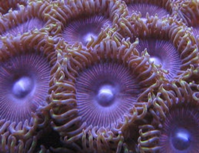 corals inverts - palythoa sp. - armegedon palys stocking in 55 gallons tank - palythoa corals inverts - palythoa sp. - armegedon palys stocking in 55 gallons tank - palythoa