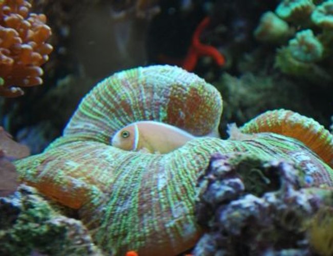 corals inverts - trachyphyllia geoffroyi - brain coral, trachyphyllia stocking in 60 gallons tank - This is where our pink clown usually sleeps at night in our brain coral corals inverts - trachyphyllia geoffroyi - brain coral, trachyphyllia stocking in 60 gallons tank - This is where our pink clown usually sleeps at night in our brain coral