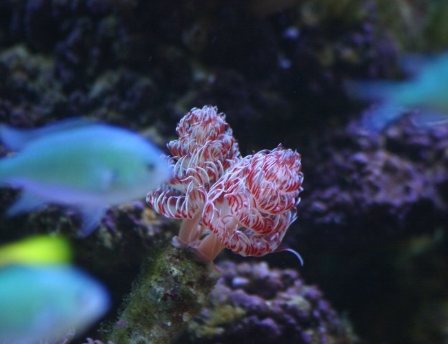 corals inverts - protula bispiralis - hard tube coco worm stocking in 130 gallons tank - Coco worm and chromis corals inverts - protula bispiralis - hard tube coco worm stocking in 130 gallons tank - Coco worm and chromis