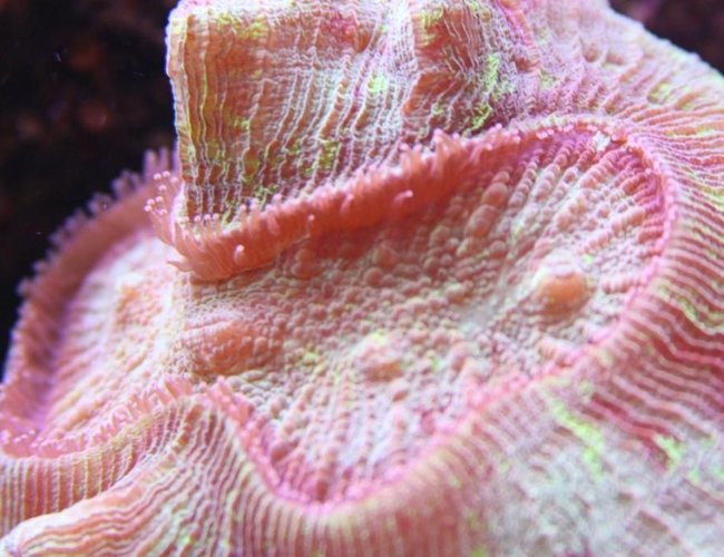 corals inverts - trachyphyllia geoffroyi - brain coral, trachyphyllia stocking in 90 gallons tank - Brain open corals inverts - trachyphyllia geoffroyi - brain coral, trachyphyllia stocking in 90 gallons tank - Brain open