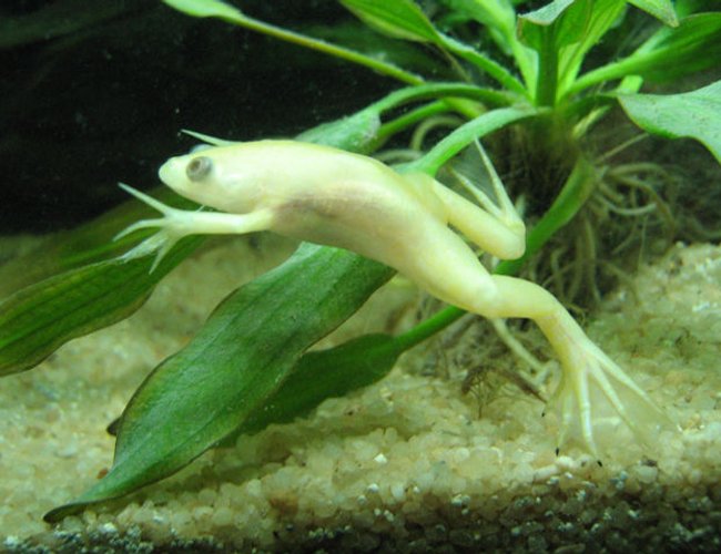 corals inverts - hymenochirus boettgeri - african dwarf frog stocking in 26 gallons tank - African Dwaf Frog corals inverts - hymenochirus boettgeri - african dwarf frog stocking in 26 gallons tank - African Dwaf Frog