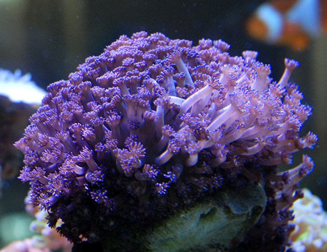 corals inverts - goniopora sp. - flower pot coral stocking in 150 gallons tank - purple gonio corals inverts - goniopora sp. - flower pot coral stocking in 150 gallons tank - purple gonio