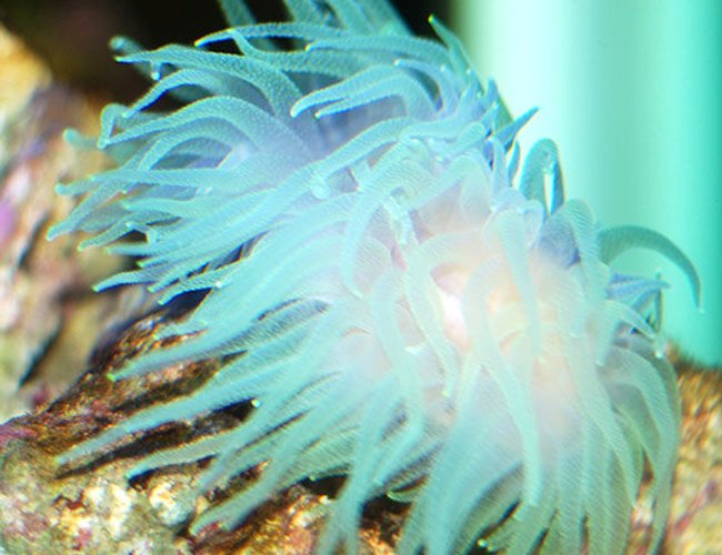 corals inverts - rhyzotrochus typus - green rhyzo stocking in 150 gallons tank - green rhyzo corals inverts - rhyzotrochus typus - green rhyzo stocking in 150 gallons tank - green rhyzo