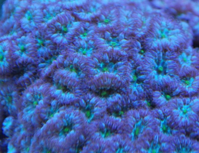corals inverts - blastomussa merletti - australian big polyp blastomussa stocking in 55 gallons tank - blasto macro pic corals inverts - blastomussa merletti - australian big polyp blastomussa stocking in 55 gallons tank - blasto macro pic