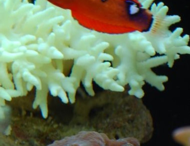 corals inverts - paralemnalia sp. - tree coral stocking in 60 gallons tank - Wrasse corals inverts - paralemnalia sp. - tree coral stocking in 60 gallons tank - Wrasse