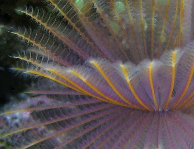 corals inverts - sabellastarte magnifica - magnificent feather duster stocking in 90 gallons tank - Feather Duster corals inverts - sabellastarte magnifica - magnificent feather duster stocking in 90 gallons tank - Feather Duster