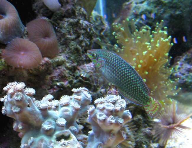 corals inverts - euphyllia glabrescens - torch coral stocking in 90 gallons tank - Ferry Wrass corals inverts - euphyllia glabrescens - torch coral stocking in 90 gallons tank - Ferry Wrass