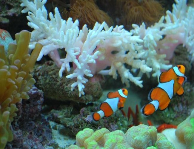 corals inverts - paralemnalia sp. - tree coral stocking in 60 gallons tank - Our Nemo's swimming together corals inverts - paralemnalia sp. - tree coral stocking in 60 gallons tank - Our Nemo's swimming together