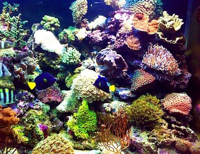 corals inverts - plerogyra sinuosa - bubble coral, white stocking in 180 gallons tank - it just hard coral , i hipe you liket corals inverts - plerogyra sinuosa - bubble coral, white stocking in 180 gallons tank - it just hard coral , i hipe you liket