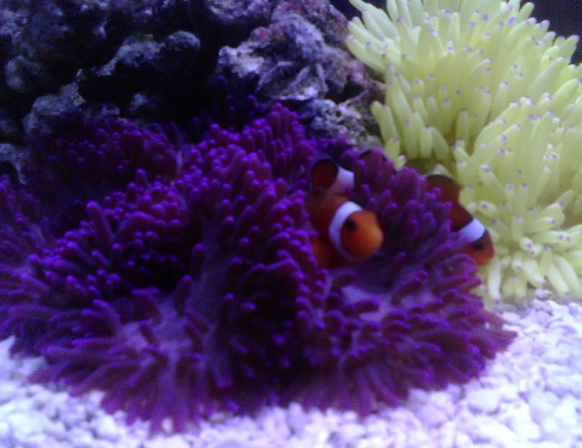 corals inverts - heteractis malu - sebae anemone, pink/purple stocking in 56 gallons tank - Five Gallons Hexagon, just a couple of anemones and two clowns in it corals inverts - heteractis malu - sebae anemone, pink/purple stocking in 56 gallons tank - Five Gallons Hexagon, just a couple of anemones and two clowns in it