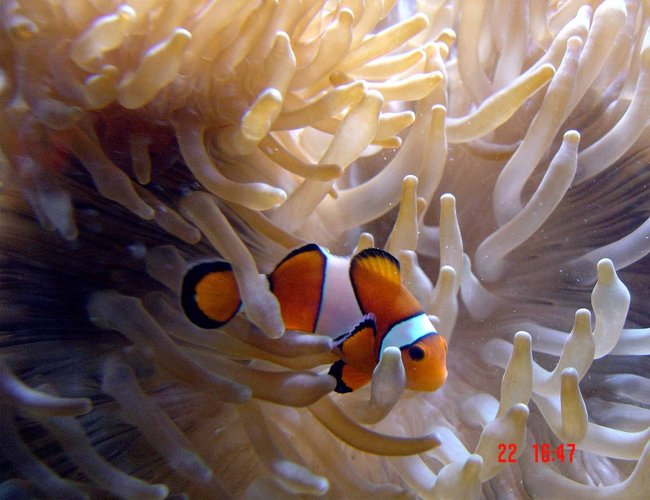 corals inverts - heteractis crispa - sebae anemone stocking in 185 gallons tank - update corals inverts - heteractis crispa - sebae anemone stocking in 185 gallons tank - update