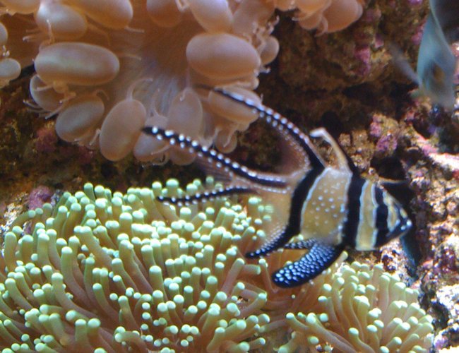 corals inverts - euphyllia glabrescens - torch coral stocking in 110 gallons tank - Tourch coral corals inverts - euphyllia glabrescens - torch coral stocking in 110 gallons tank - Tourch coral