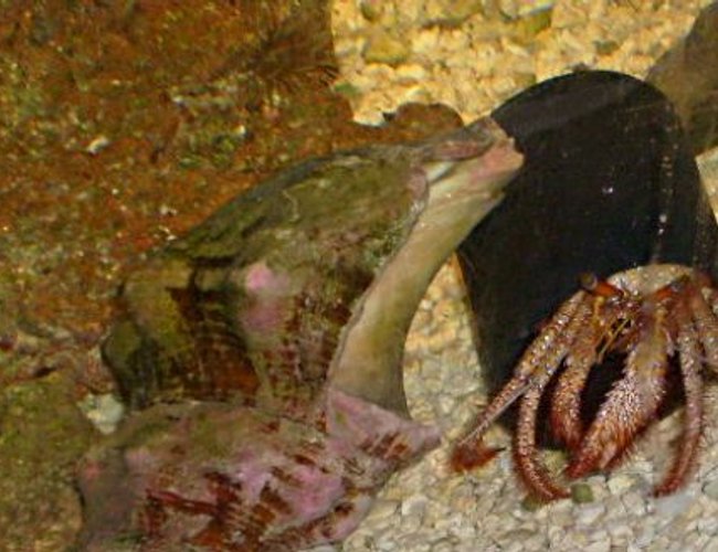 corals inverts - dardanus calidus - hermit crab stocking in 55 gallons tank - my crab havin a party!!! corals inverts - dardanus calidus - hermit crab stocking in 55 gallons tank - my crab havin a party!!!