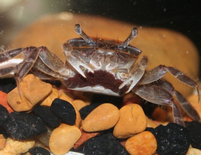 corals inverts - uca pugnax - fiddler crab stocking in 55 gallons tank - pregnant fiddler crab in my 30 gal tank corals inverts - uca pugnax - fiddler crab stocking in 55 gallons tank - pregnant fiddler crab in my 30 gal tank
