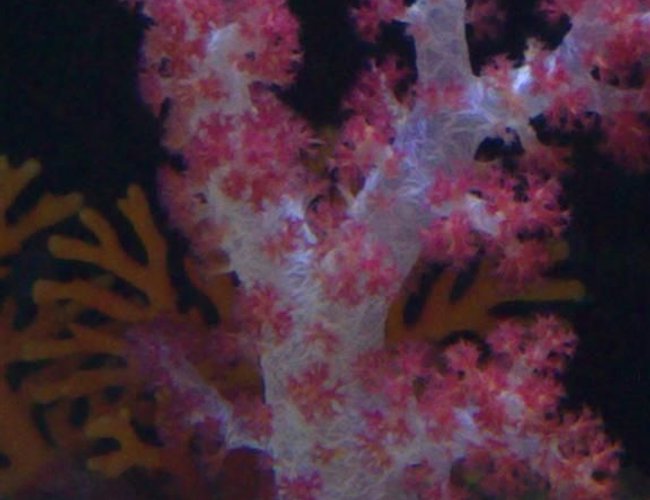 corals inverts - dendronephthya sp. - carnation tree coral stocking in 55 gallons tank - carnation coral corals inverts - dendronephthya sp. - carnation tree coral stocking in 55 gallons tank - carnation coral