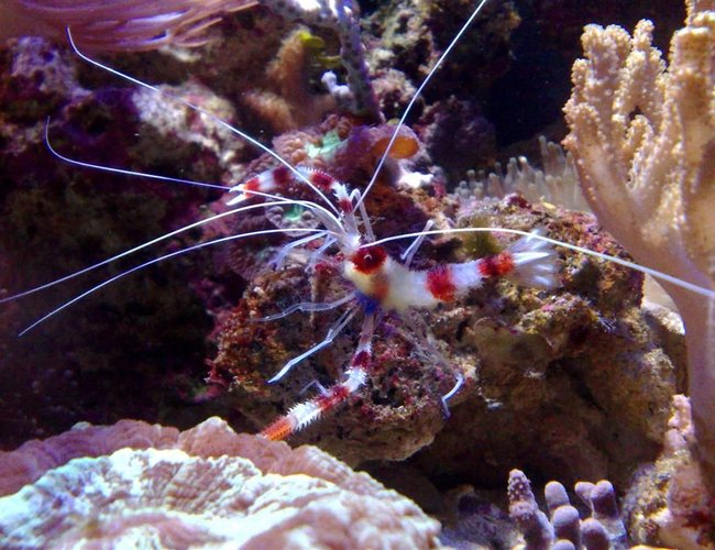 corals inverts - stenopus hispidus - banded coral shrimp stocking in 55 gallons tank - coral banded shrimp corals inverts - stenopus hispidus - banded coral shrimp stocking in 55 gallons tank - coral banded shrimp