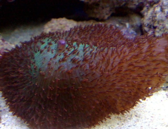 corals inverts - rhodactis mussoides - elephant ear mushroom stocking in 55 gallons tank - mushroom corals inverts - rhodactis mussoides - elephant ear mushroom stocking in 55 gallons tank - mushroom