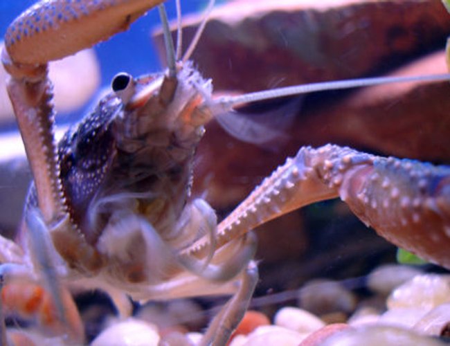 corals inverts - procambarus alleni - blue crayfish stocking in 55 gallons tank - BOO! (Or, the last thing several of my fish saw, including a dwarf gourami who died with a comically cartoonish bite out of his belly. Stupid crawfish.) Procambarus alleni (I think). corals inverts - procambarus alleni - blue crayfish stocking in 55 gallons tank - BOO! (Or, the last thing several of my fish saw, including a dwarf gourami who died with a comically cartoonish bite out of his belly. Stupid crawfish.) Procambarus alleni (I think).