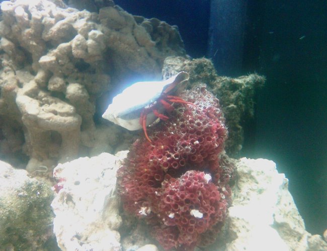 corals inverts - paguristes cadenati - red leg hermit crab stocking in 40 gallons tank - CloseUp of Harry my red legged Hermit Crab corals inverts - paguristes cadenati - red leg hermit crab stocking in 40 gallons tank - CloseUp of Harry my red legged Hermit Crab