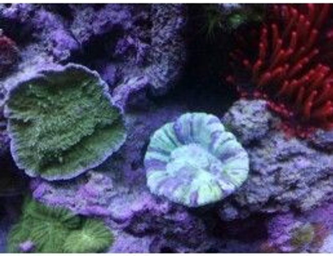 corals inverts - montipora capricornis - green apple cap coral stocking in 75 gallons tank - open brain, and green monty corals inverts - montipora capricornis - green apple cap coral stocking in 75 gallons tank - open brain, and green monty
