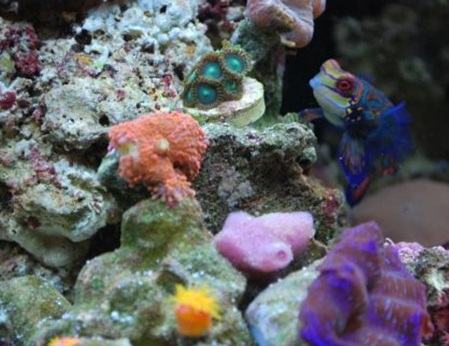 corals inverts - ricordea yuma - ricordea mushroom stocking in 60 gallons tank - Mandarin hanging out corals inverts - ricordea yuma - ricordea mushroom stocking in 60 gallons tank - Mandarin hanging out