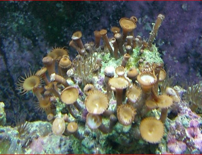 corals inverts - protopalythoa sp. - button polyp stocking in 50 gallons tank - coral corals inverts - protopalythoa sp. - button polyp stocking in 50 gallons tank - coral