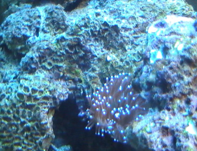 corals inverts - entacmaea quadricolor - bubble tip anemone stocking in 95 gallons tank - Anemone corals inverts - entacmaea quadricolor - bubble tip anemone stocking in 95 gallons tank - Anemone