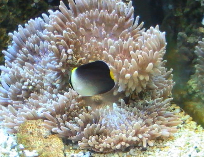 corals inverts - heteractis crispa - sebae anemone stocking in 95 gallons tank - Angle Fish trying to eat the Anemone corals inverts - heteractis crispa - sebae anemone stocking in 95 gallons tank - Angle Fish trying to eat the Anemone