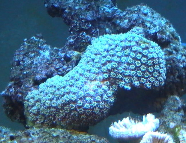corals inverts - xenia sp. - waving hand, thick stem stocking in 95 gallons tank - Coral corals inverts - xenia sp. - waving hand, thick stem stocking in 95 gallons tank - Coral