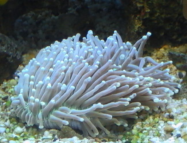 corals inverts - heliofungia actiniformis - plate coral, long tentacle stocking in 95 gallons tank - Fungi corals inverts - heliofungia actiniformis - plate coral, long tentacle stocking in 95 gallons tank - Fungi