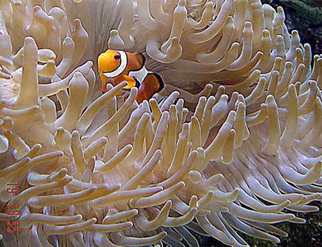 corals inverts - heteractis crispa - sebae anemone stocking in 185 gallons tank - Defiantly the best photographed fish around corals inverts - heteractis crispa - sebae anemone stocking in 185 gallons tank - Defiantly the best photographed fish around