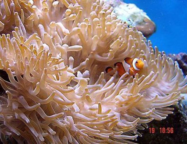 corals inverts - heteractis crispa - sebae anemone stocking in 185 gallons tank - They r so gracefull corals inverts - heteractis crispa - sebae anemone stocking in 185 gallons tank - They r so gracefull