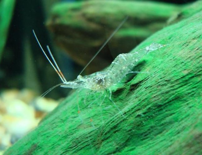 corals inverts - paleomonetes sp. - ghost shrimp stocking in 55 gallons tank - ghost shrimp corals inverts - paleomonetes sp. - ghost shrimp stocking in 55 gallons tank - ghost shrimp