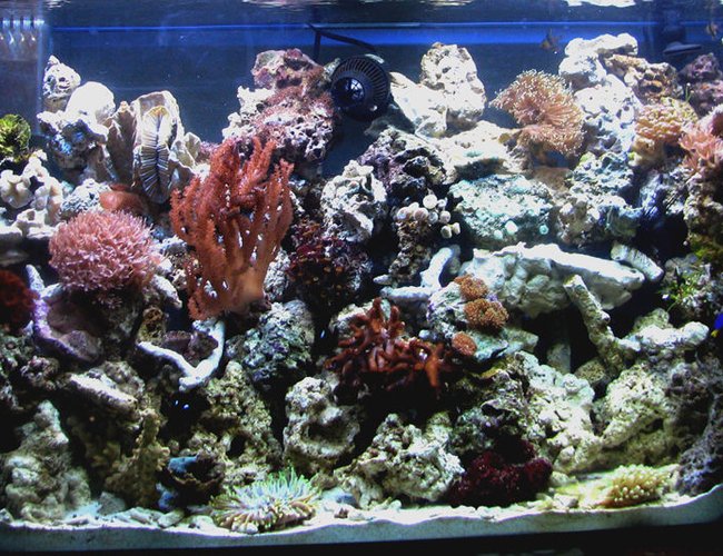 corals inverts - ptilocaulis sp. - tree sponge stocking in 80 gallons tank - 80g reef in my office... corals inverts - ptilocaulis sp. - tree sponge stocking in 80 gallons tank - 80g reef in my office...