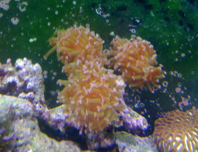 corals inverts - euphyllia paranchora - hammer / anchor coral, branching stocking in 120 gallons tank - hammer 3 heads corals inverts - euphyllia paranchora - hammer / anchor coral, branching stocking in 120 gallons tank - hammer 3 heads