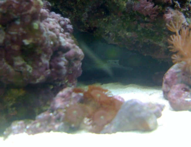 corals inverts - protopalythoa sp. - button polyp stocking in 120 gallons tank - some zoos about 9 and they just split corals inverts - protopalythoa sp. - button polyp stocking in 120 gallons tank - some zoos about 9 and they just split