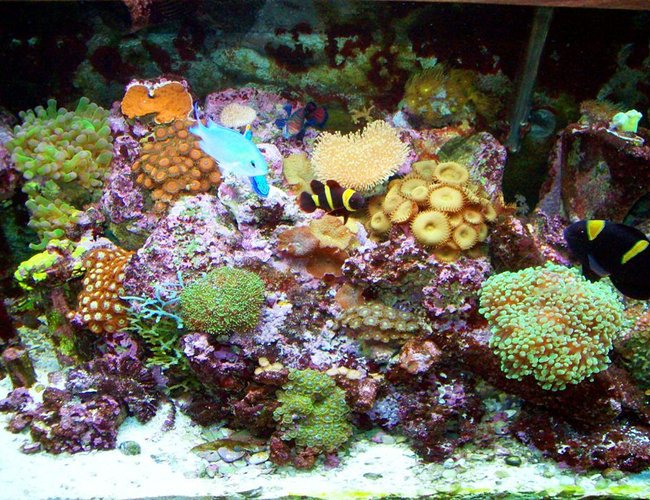 corals inverts - protopalythoa sp. - button polyp stocking in 90 gallons tank - This is a much better pic that truly represents my tank and not the surroundings. corals inverts - protopalythoa sp. - button polyp stocking in 90 gallons tank - This is a much better pic that truly represents my tank and not the surroundings.