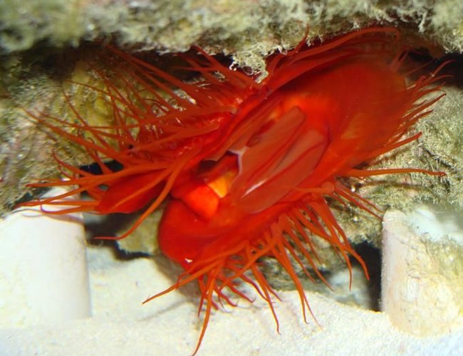 corals inverts - lima sp. - electric flame scallop stocking in 55 gallons tank - My flame Scallop feeding corals inverts - lima sp. - electric flame scallop stocking in 55 gallons tank - My flame Scallop feeding