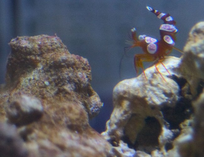 corals inverts - thor amboinensis - sexy anemone shrimp stocking in 26 gallons tank - Mmm. So seeeeeeexy. corals inverts - thor amboinensis - sexy anemone shrimp stocking in 26 gallons tank - Mmm. So seeeeeeexy.