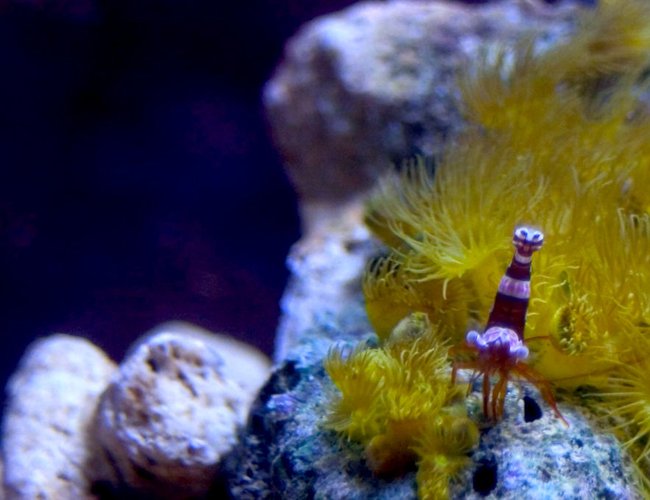 corals inverts - undescribed zoanthid - colony polyp, yellow stocking in 26 gallons tank - Sexy shrimp on golden polyps. corals inverts - undescribed zoanthid - colony polyp, yellow stocking in 26 gallons tank - Sexy shrimp on golden polyps.