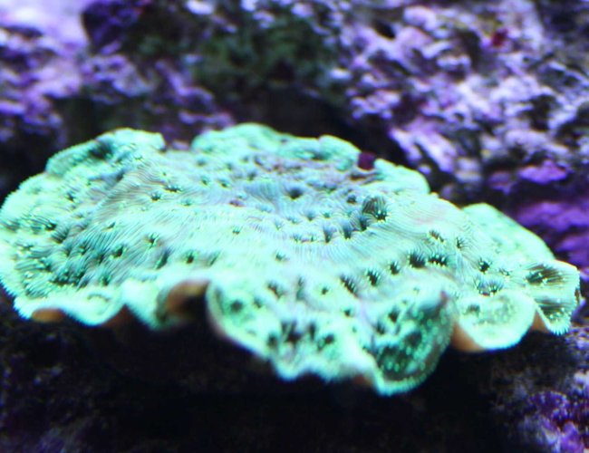 corals inverts - echinophyllia aspera - chalice coral, bubble gum stocking in 110 gallons tank - Forgot what this corals inverts - echinophyllia aspera - chalice coral, bubble gum stocking in 110 gallons tank - Forgot what this
