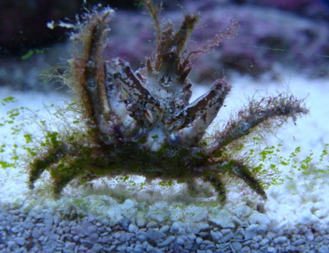 corals inverts - camposcia retusa - spider decorator crab stocking in 75 gallons tank - what kind of crab is this corals inverts - camposcia retusa - spider decorator crab stocking in 75 gallons tank - what kind of crab is this