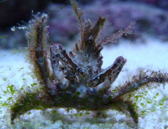 corals inverts - camposcia retusa - spider decorator crab stocking in 75 gallons tank - unknown crab corals inverts - camposcia retusa - spider decorator crab stocking in 75 gallons tank - unknown crab