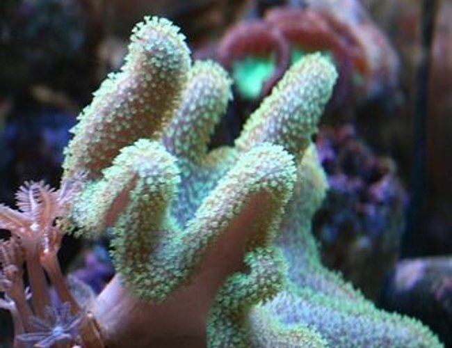 corals inverts - montipora digitata - montipora coral stocking in 40 gallons tank - Don't like the name of this..so I shall call it..green awesome flower coral thing! :-). The green floro flower-like stems come in and out as they please. Sometimes we won't see them for a week. corals inverts - montipora digitata - montipora coral stocking in 40 gallons tank - Don't like the name of this..so I shall call it..green awesome flower coral thing! :-). The green floro flower-like stems come in and out as they please. Sometimes we won't see them for a week.